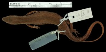 Media type: image;   Herpetology R-19599 Aspect: dorsal